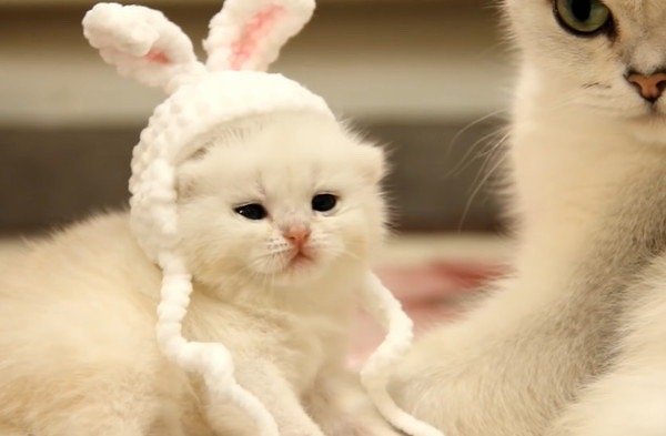 点击大图看下一张：一组软绵绵的小猫咪图片