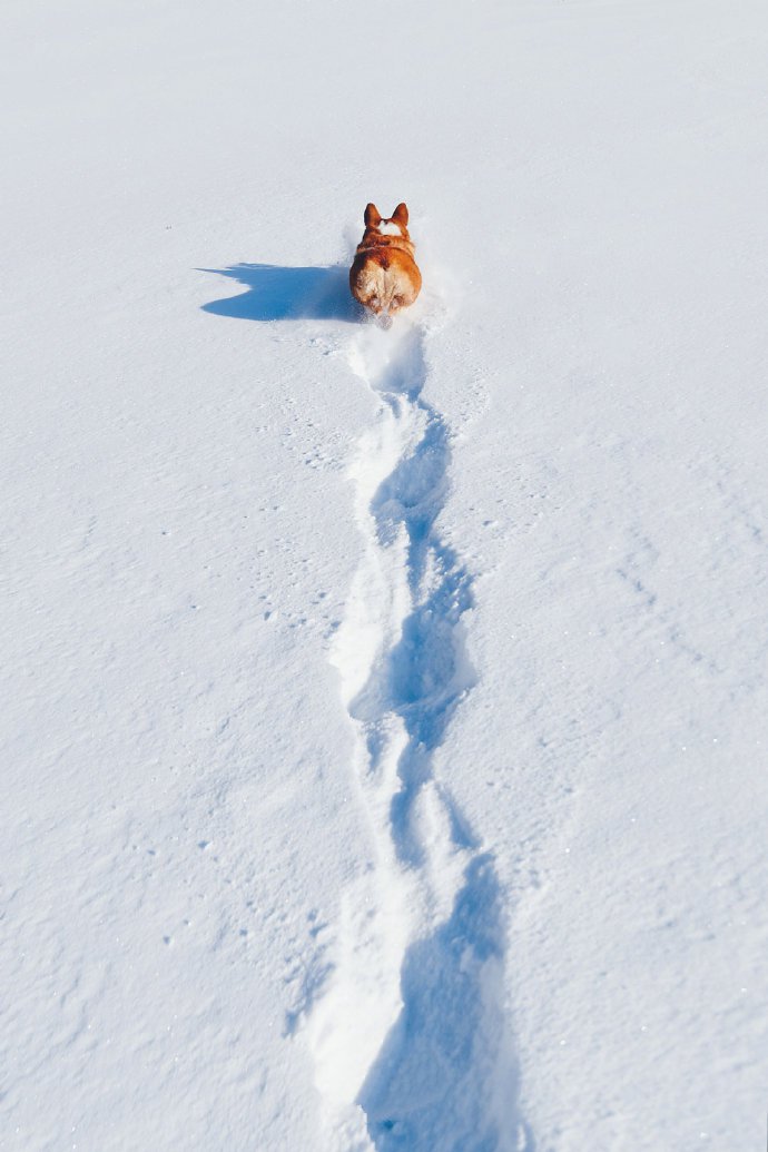 点击大图看下一张：雪地里开心的柯基图片欣赏
