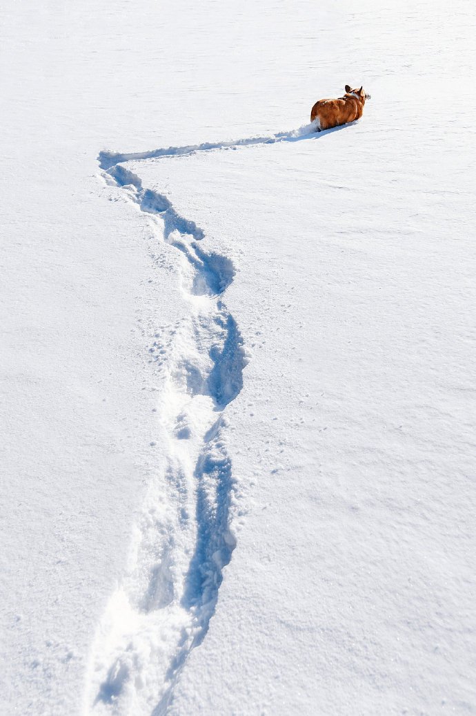 点击大图看下一张：雪地里开心的柯基图片欣赏