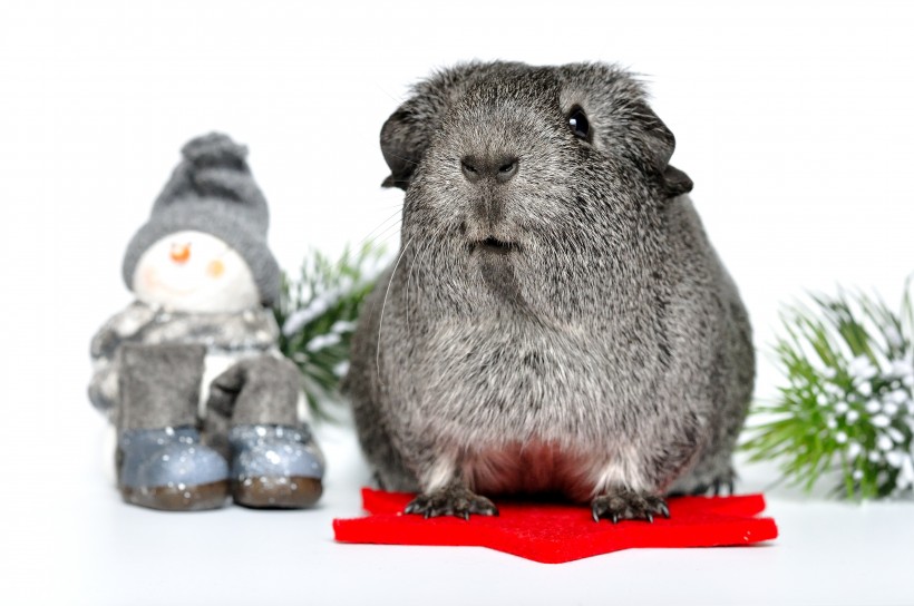 点击大图看下一张：一组可爱灰色的小豚鼠图片