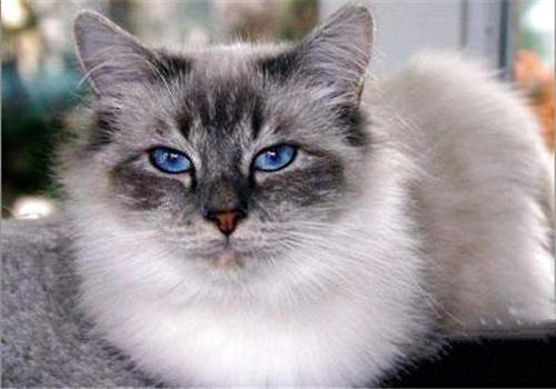 点击大图看下一张：温顺可爱的伯曼猫图片