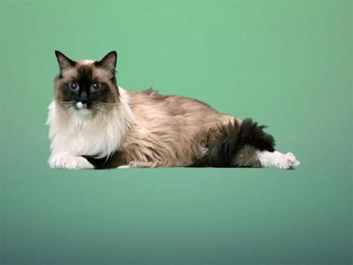 点击大图看下一张：温顺可爱的伯曼猫图片