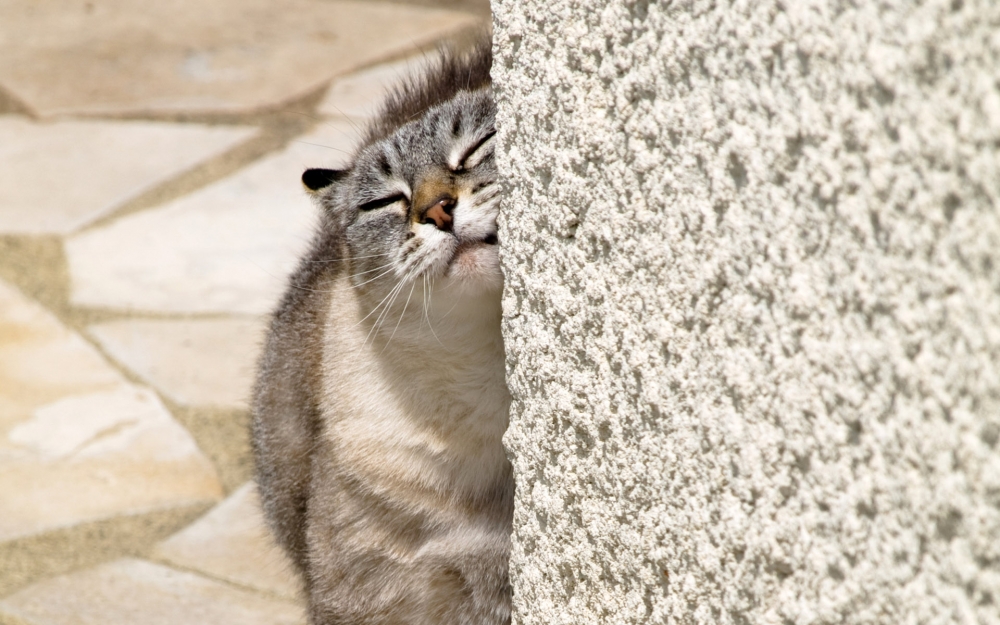 点击大图看下一张：乖巧灵敏的猫猫图片