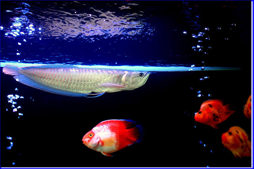点击大图看下一张：一组鱼缸里的热带鱼图片