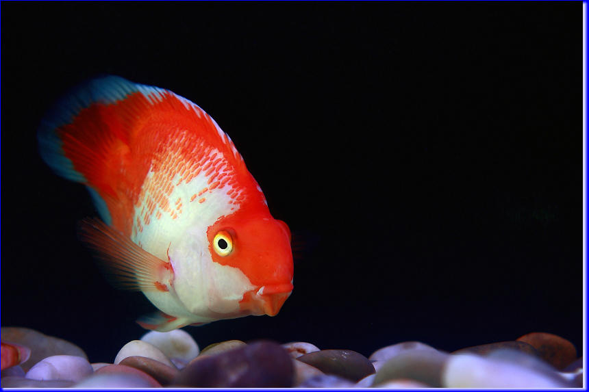 点击大图看下一张：漂亮的热带鱼图片