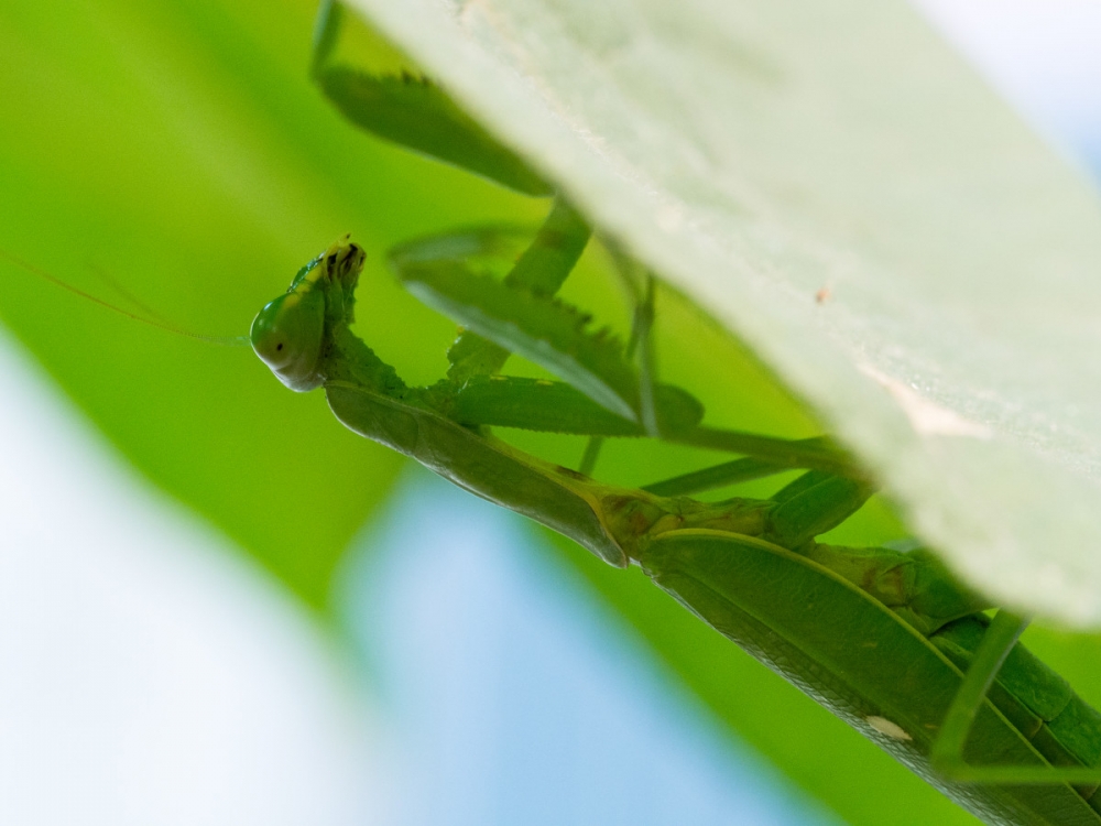 点击大图看下一张：活捉一只螳螂图片欣赏
