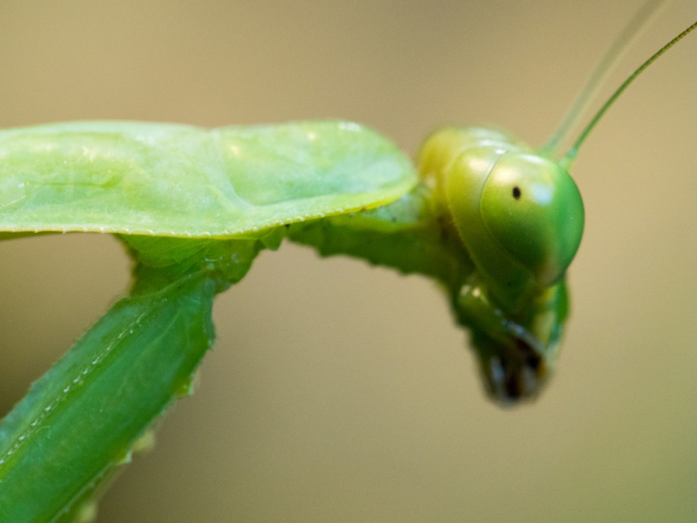 点击大图看下一张：活捉一只螳螂图片欣赏