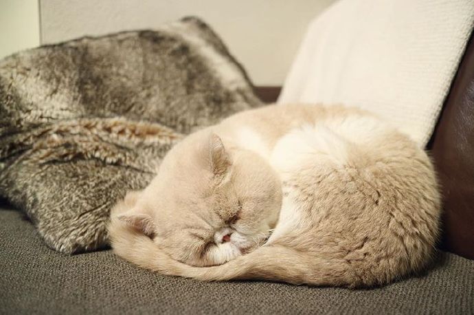 点击大图看下一张：每天都喜欢睡觉的小猫咪图片