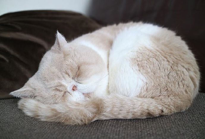 点击大图看下一张：每天都喜欢睡觉的小猫咪图片