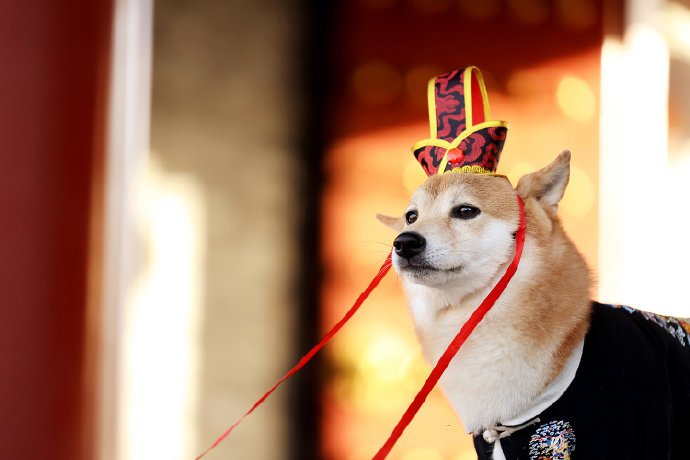 点击大图看下一张：一组紫荆城里拍摄的可爱狗狗