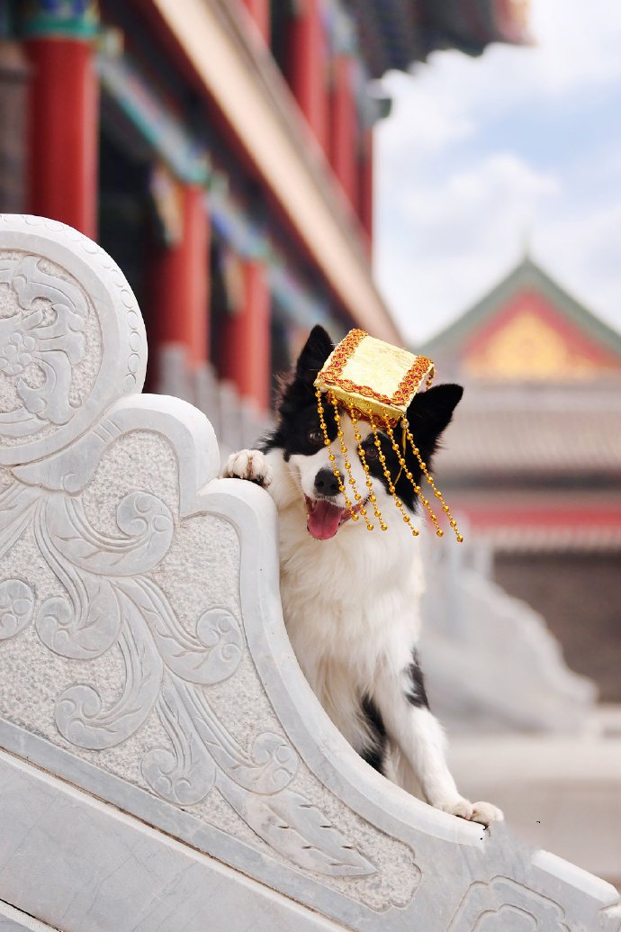 点击大图看下一张：一组紫荆城里拍摄的可爱狗狗
