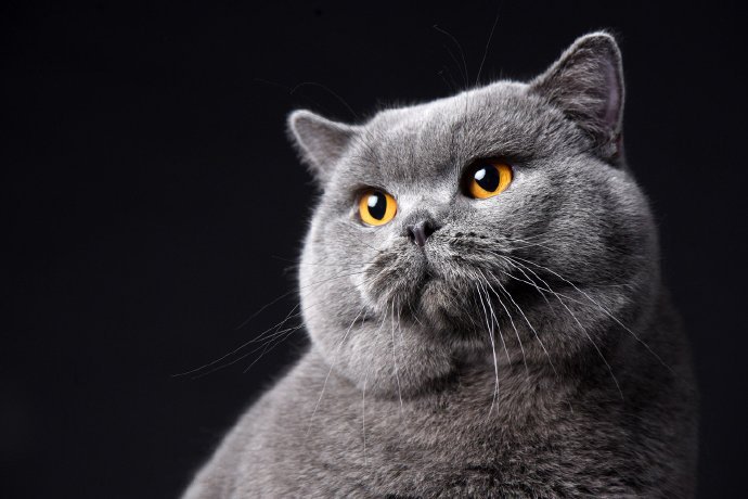 点击大图看下一张：胖胖的有着双下巴的蓝猫