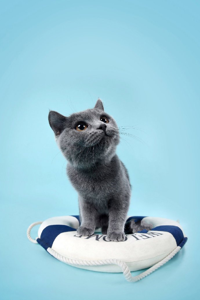 点击大图看下一张：一组可爱呆萌的蓝猫图片