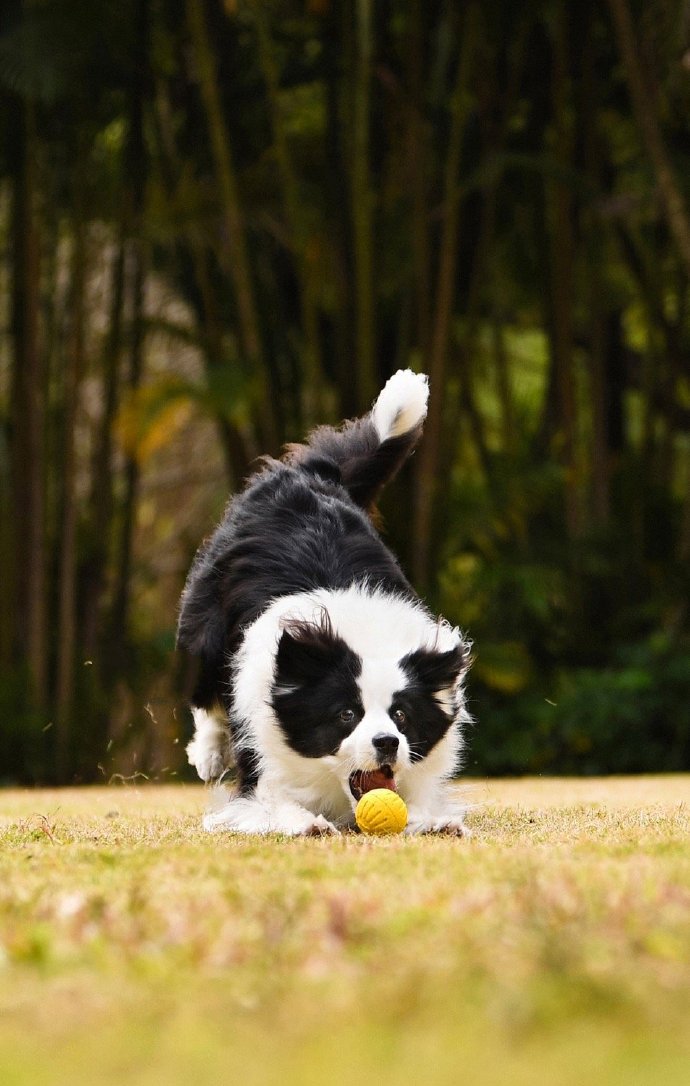 点击大图看下一张：野外森林里拍摄的边牧图片