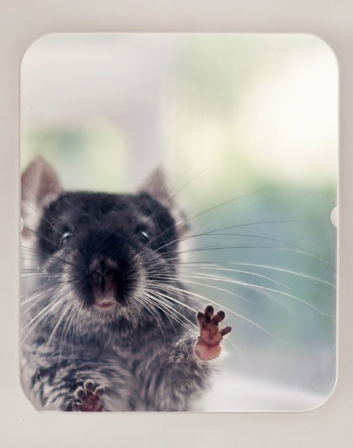 点击大图看下一张：一组超级可爱的仓鼠图片