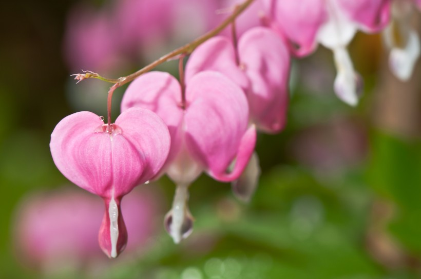 点击大图看下一张：花型独特的粉色荷包牡丹图片