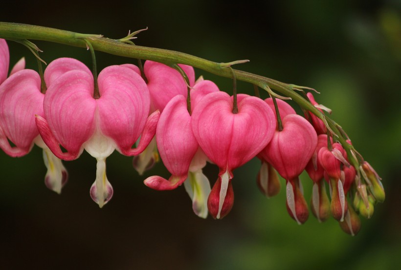 点击大图看下一张：花型独特的粉色荷包牡丹图片