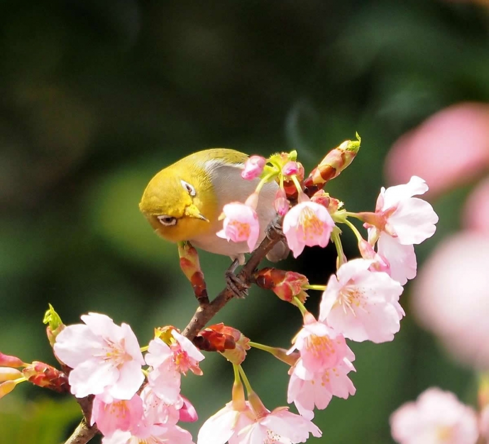 点击大图看下一张：樱花树上可爱的绣眼鸟图片