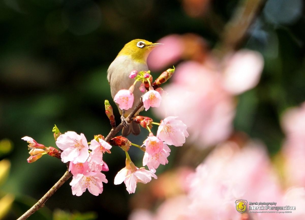 点击大图看下一张：樱花树上可爱的绣眼鸟图片
