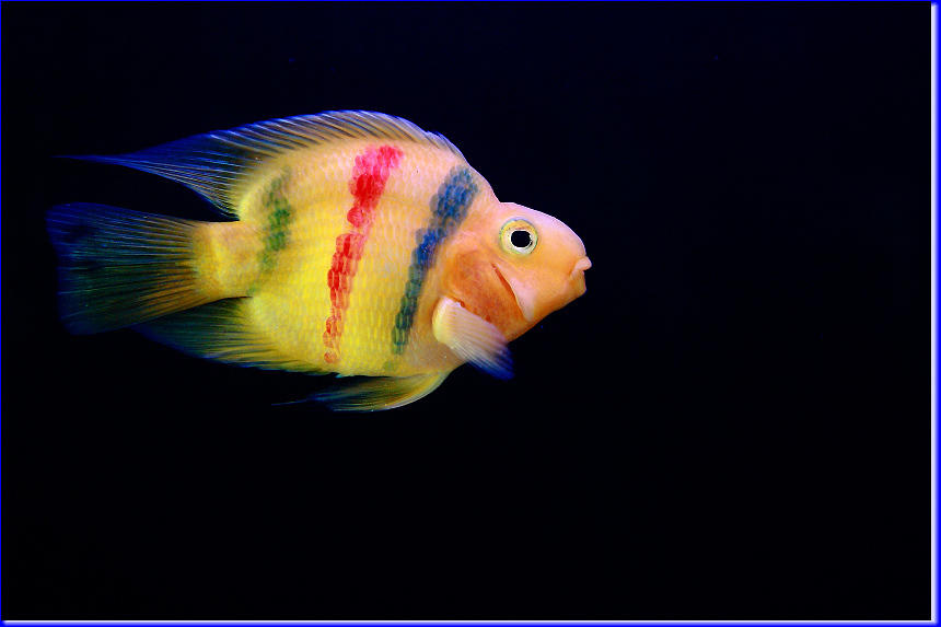 点击大图看下一张：活泼可爱的热带鱼图片