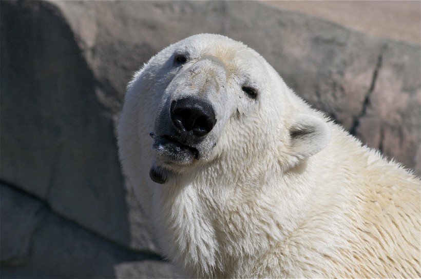 点击大图看下一张：可爱憨厚的北极熊图片