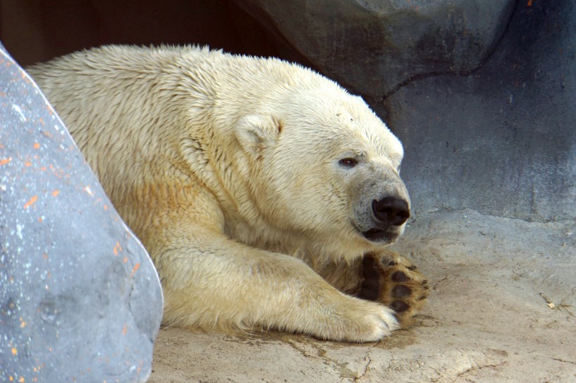 点击大图看下一张：可爱憨厚的北极熊图片