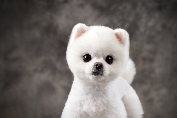 点击大图看下一张：一组白白的可爱的比熊狗狗