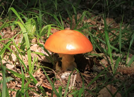 “一把保护伞”，蘑菇图片欣赏