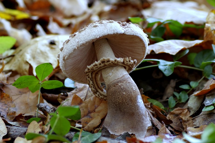 点击大图看下一张：“一把保护伞”，蘑菇图片欣赏