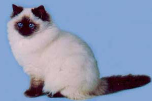 点击大图看下一张：一组毛茸茸的伯曼猫图片
