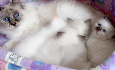 点击大图看下一张：一组毛茸茸的伯曼猫图片