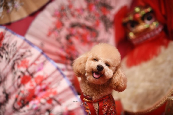 点击大图看下一张:一组拜新年的狗狗图片欣赏