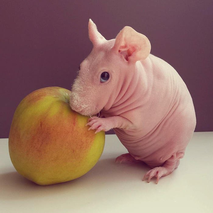 点击大图看下一张：喜欢吃水果的荷兰猪图片