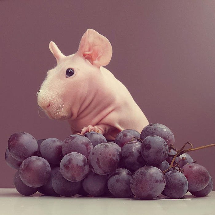 点击大图看下一张：喜欢吃水果的荷兰猪图片