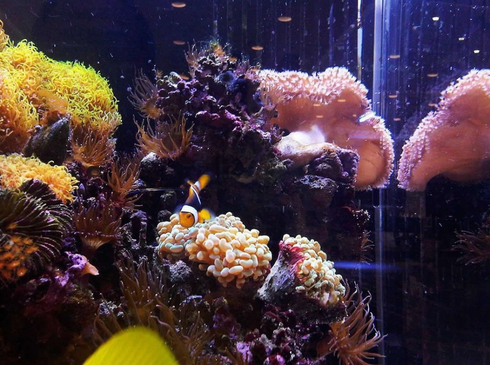 点击大图看下一张：一组美丽悠闲的热带鱼图片