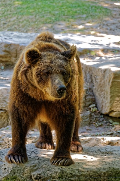 点击大图看下一张：憨态可掬的棕熊图片