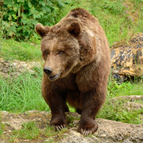 点击大图看下一张：憨态可掬的棕熊图片