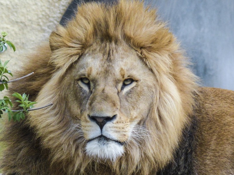 点击大图看下一张：森林之王凶悍的雄狮图片
