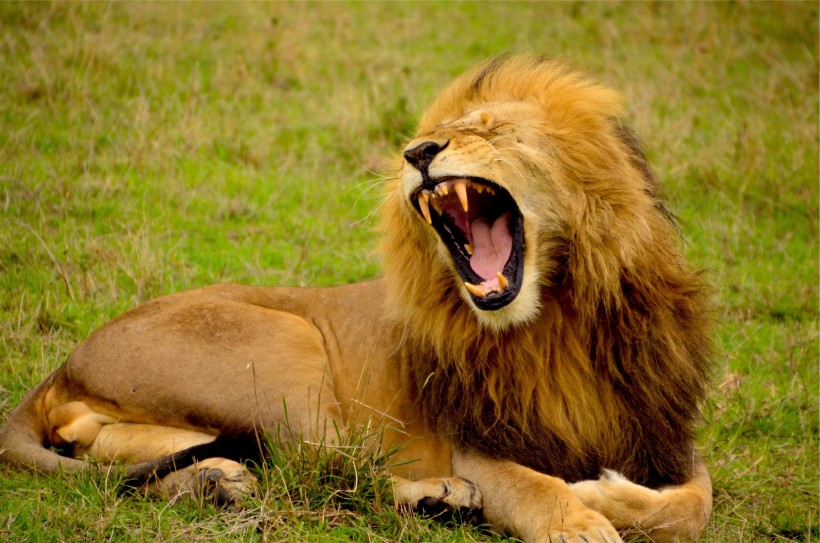 点击大图看下一张：森林之王凶悍的雄狮图片