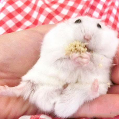 点击大图看下一张：喜欢躺在主银手心吃东西的小仓鼠