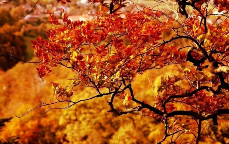 点击大图看下一张：唯美金秋美丽的落叶风景图片