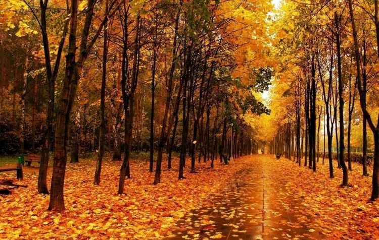 点击大图看下一张：唯美金秋美丽的落叶风景图片