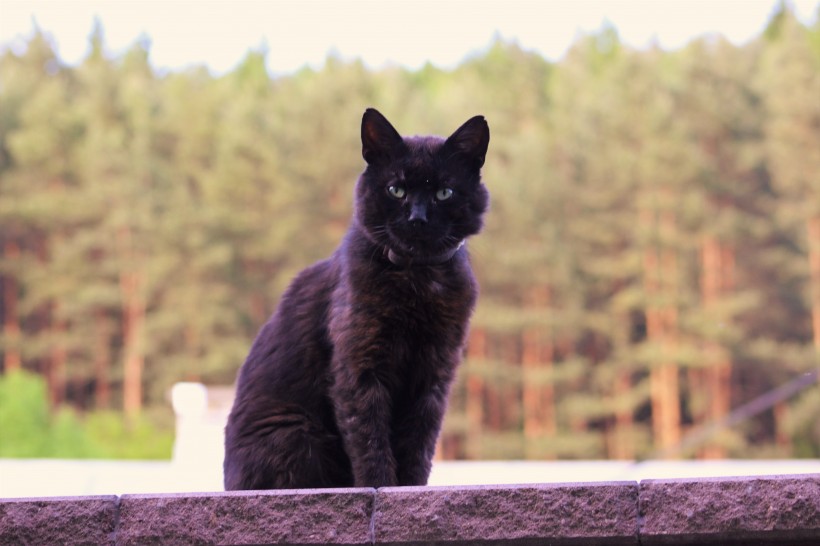 点击大图看下一张：一组黑色猫咪图片
