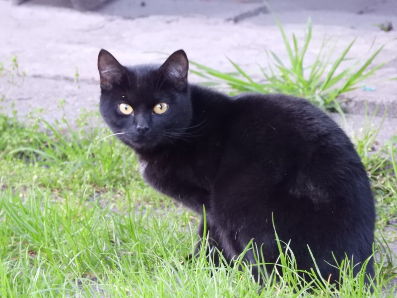 点击大图看下一张：可爱的黑色小猫图片