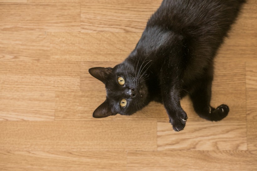 点击大图看下一张：可爱的黑色小猫图片