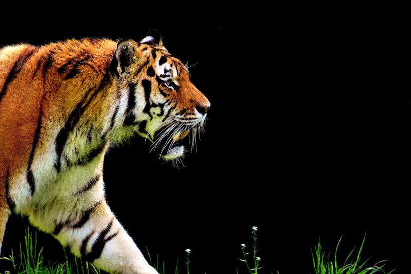点击大图看下一张：一组威猛的老虎图片欣赏