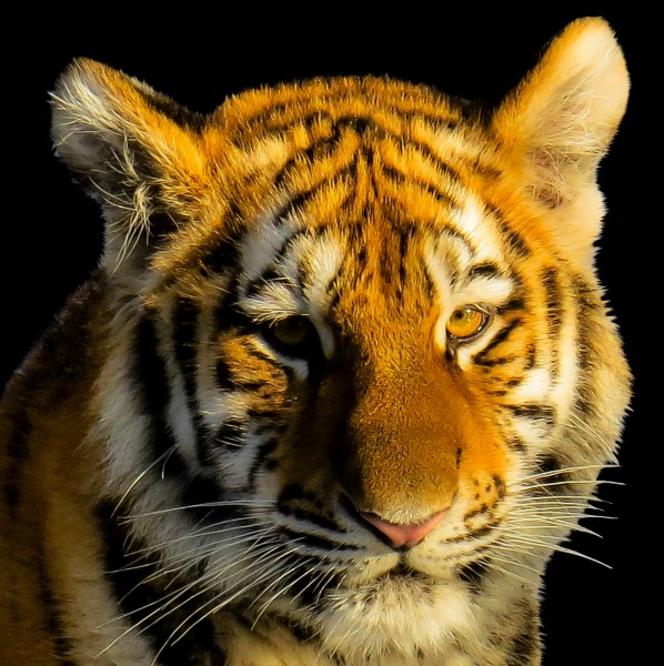 点击大图看下一张：一组凶猛威武的老虎图片