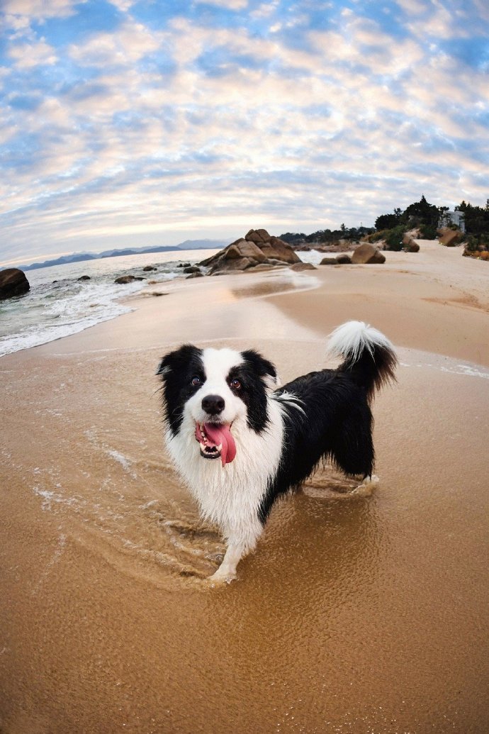点击大图看下一张：海边开心玩耍的边牧图片