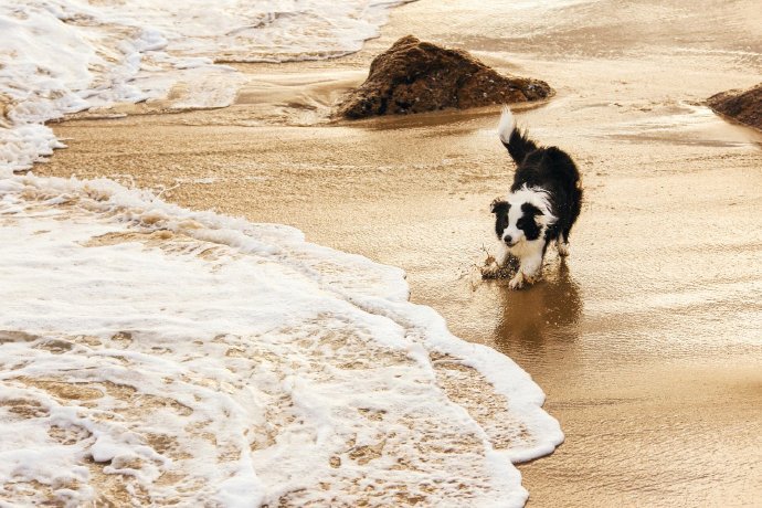 点击大图看下一张：海边开心玩耍的边牧图片