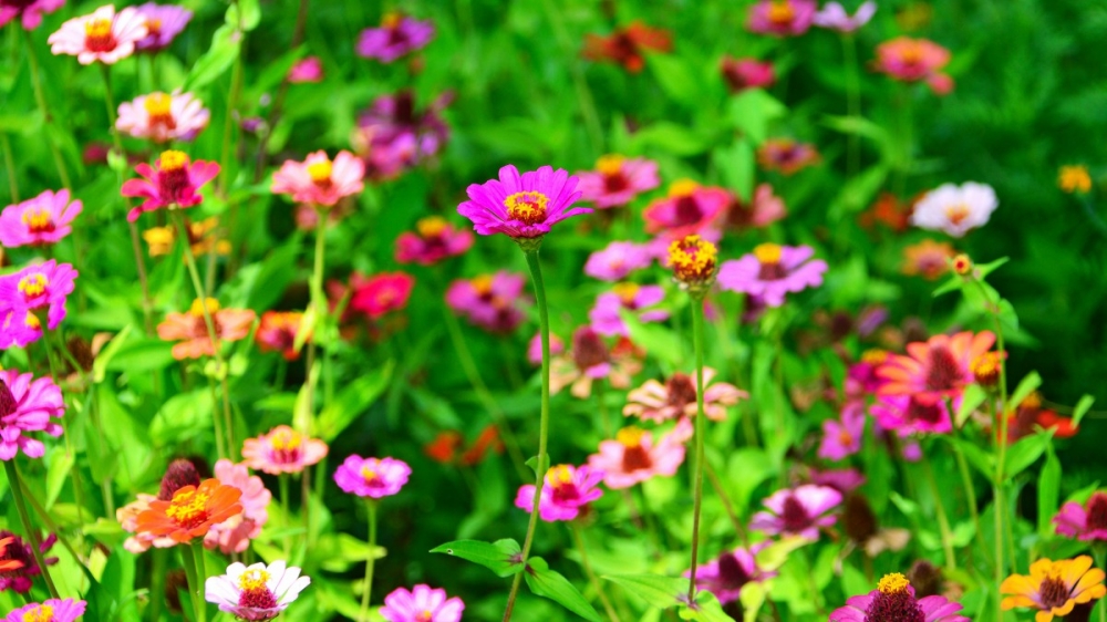 点击大图看下一张：色彩缤纷的雏菊花图片欣赏